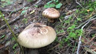 天然 マツタケ『松茸』『Tricholoma matsutak』『マツタケ』