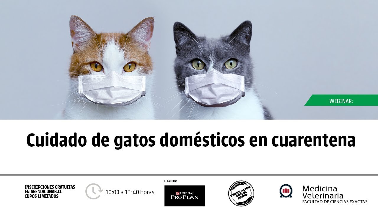 trabajo duro Renacimiento Furioso Webinar Cuidado del gato doméstico en cuarentena - YouTube