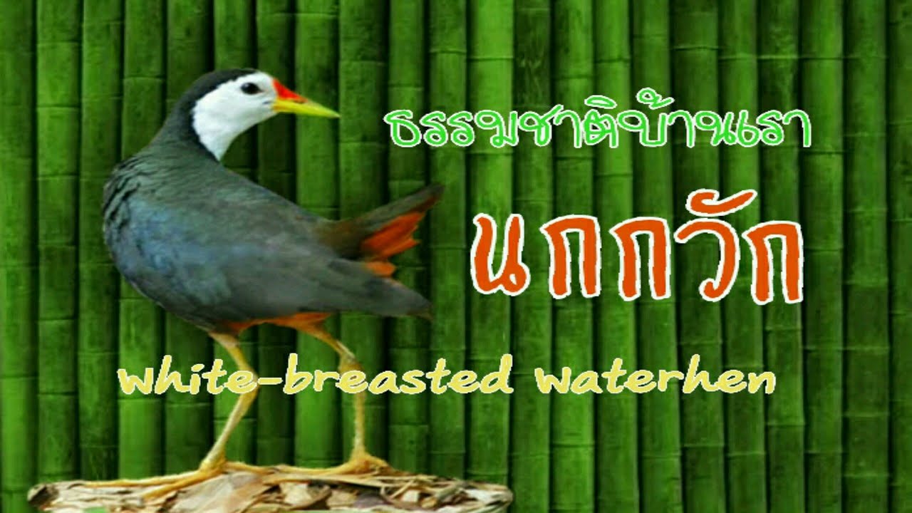 นกกวัก (White-breasted Waterhen) 