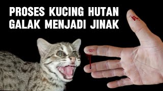 CARA MENJINAKKAN KUCING HUTAN USIA DI BAWAH 4 BULAN