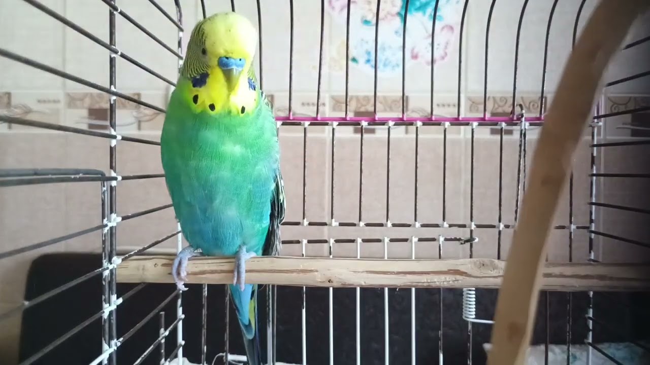 Kuşunuza 2 Saatlik Arkadaşlık ve Sevgi Sesi 🕊️ Mutlu olacak , Muhabbet kuşu sesi