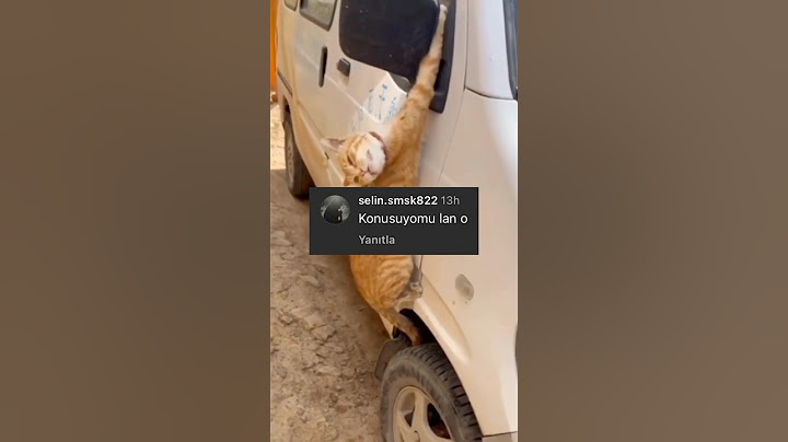 Yardım istemek için kendini ele veren ajan kedi 😂