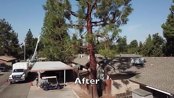 Tree pruning Drone Video