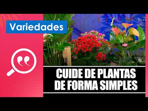Saiba como escolher e cuidar de plantas de forma simples com o florista Roberto Rabello – 03/06/26