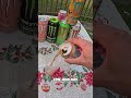 PROVANDO TODOS OS SABORES DE MONSTER DO BRASIL Parte 9 #allanspecter