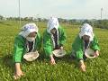 夏も近づく♪　初摘み 　美濃いび茶　岐阜県池田町