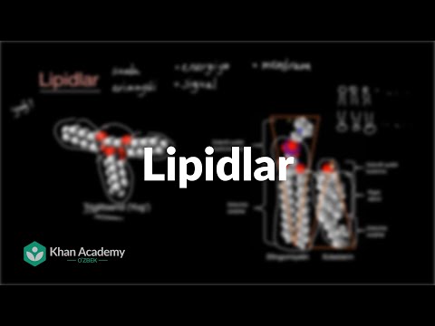 Lipidlar | Biologiya asoslari | Yuqori sinf biologiyasi