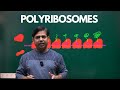 Unraveling the Protein Powerhouse: Polyribosomes Explained #NCERT, #NEET, #cellbiology