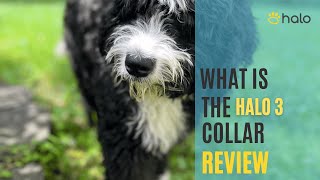 Halo 3 Dog Collar Review: Owner For 3 Years