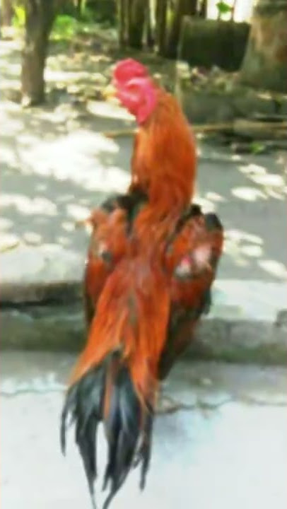 story wa ayam Bangkok' uk-6