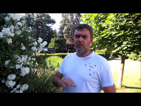 Video: Insekticidní Rostliny