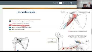 Kinesiology For Massage Therapists Coracobrachialis