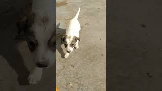 | talily ❣️ | #trending #shorts #youtubeshorts #dogs #viral #dogshortvideo #yt  @Bhukkad16222