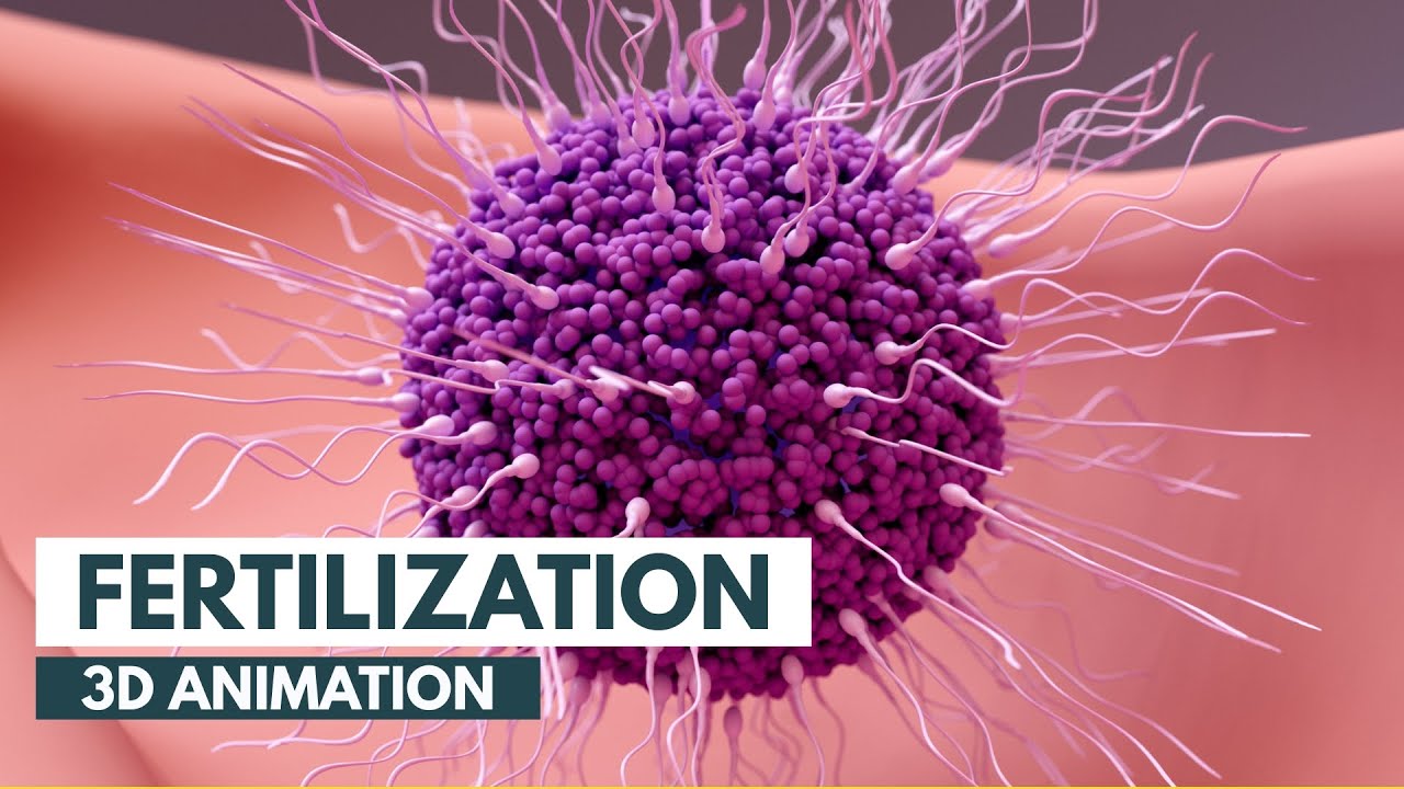 ⁣How Fertilization happens | 3D Animation