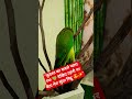 ​मिट्ठू की टहनी पर सैर! 🦜🌳✨#Shorts #ParrotLife #MitthuKiMasti #PetCare #ViralVideo