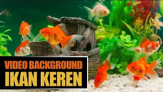 Video Ikan Keren No Copyright | Cool Fish Videos No Copyright