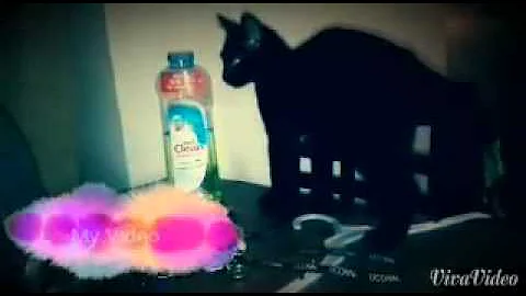 My cat lol