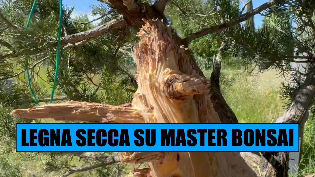 LAVORO IL SECCO CON UN MAESTRO BONSAI !! - E rischio di perdere un dito...