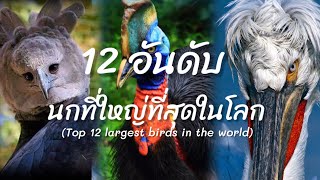12 อันดับนกที่มีขนาดใหญ่ที่สุดในโลก (Top 12 Largest Birds in the world)