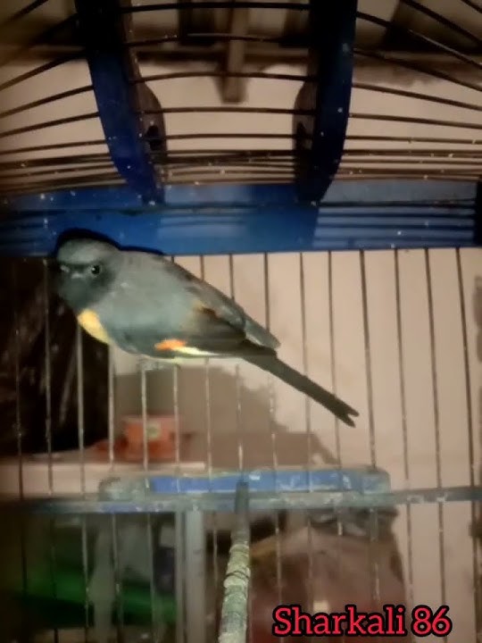 Suara burung mantenan kecil gacor #shotrs