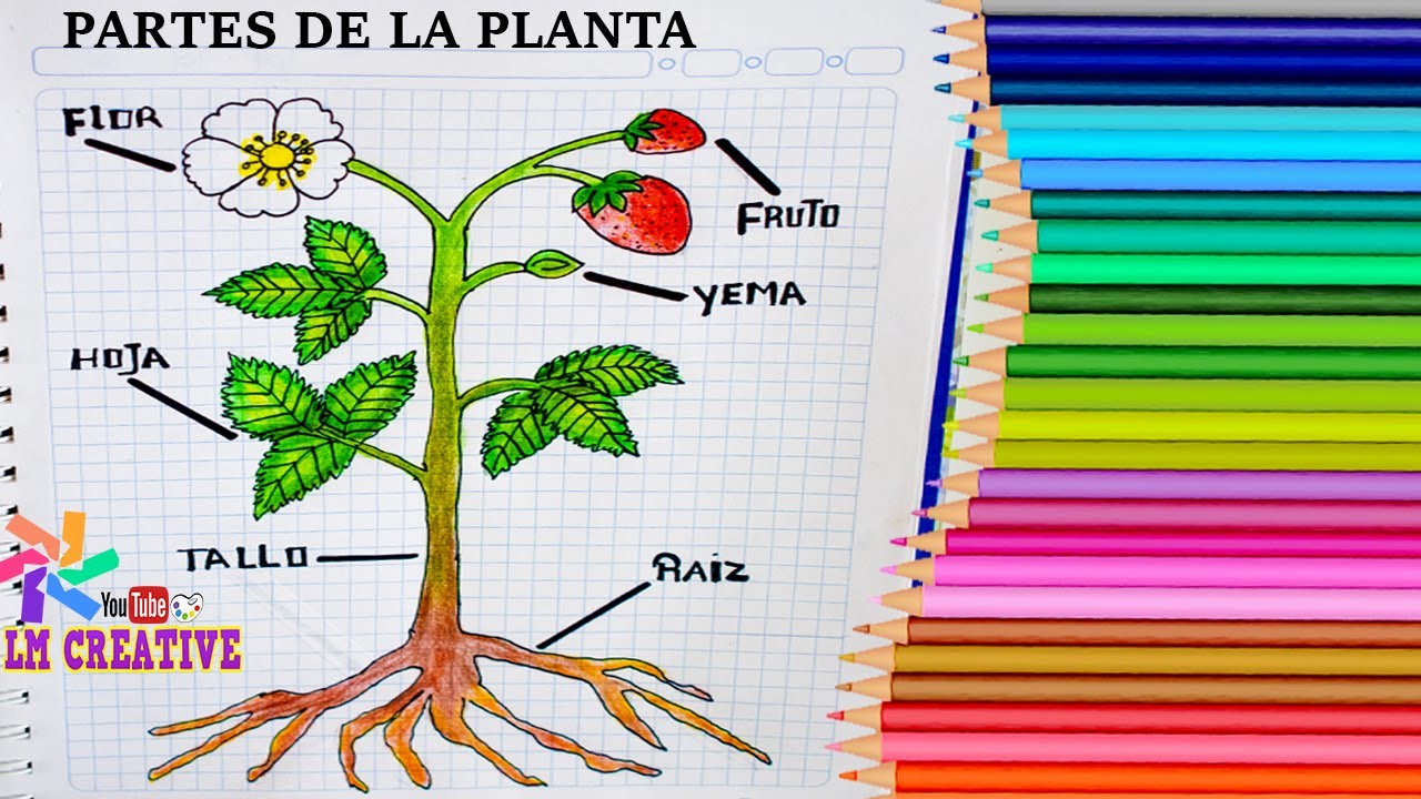 PARTES DE LA PLANTA Ciencias naturales para escolares / Parts of the plant  - thptnganamst.edu.vn