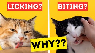 Top 5 Reasons Why Cats BITE When You Pet Them