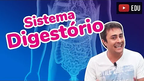 Quais são as funções de órgãos anexos do sistema digestivo?