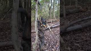 Yonah playing with a hang up by squirrel dog training 745 views 3 months ago 1 minute, 25 seconds