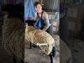 وقتی گوسفند میره آرایشگاه اصلاح پشم گوسفند از نزدیک