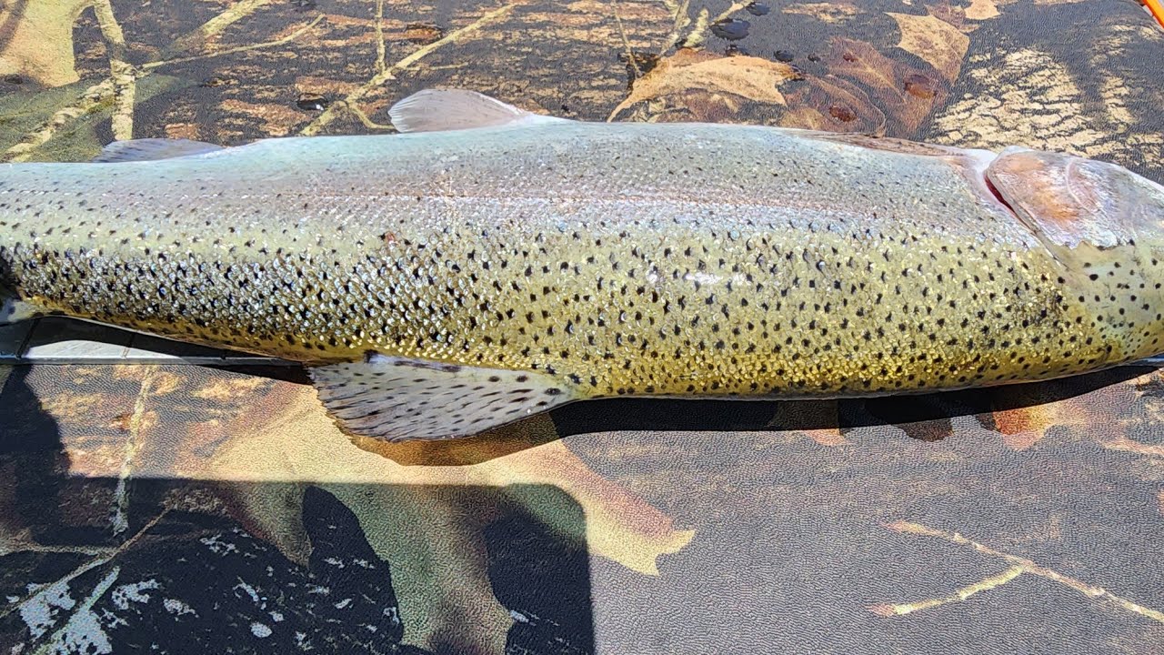 Can't believe I caught this fish in the Chattahoochee river near West ...
