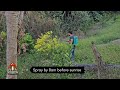 Spraying Fertilizer and pesticides in citrus plants