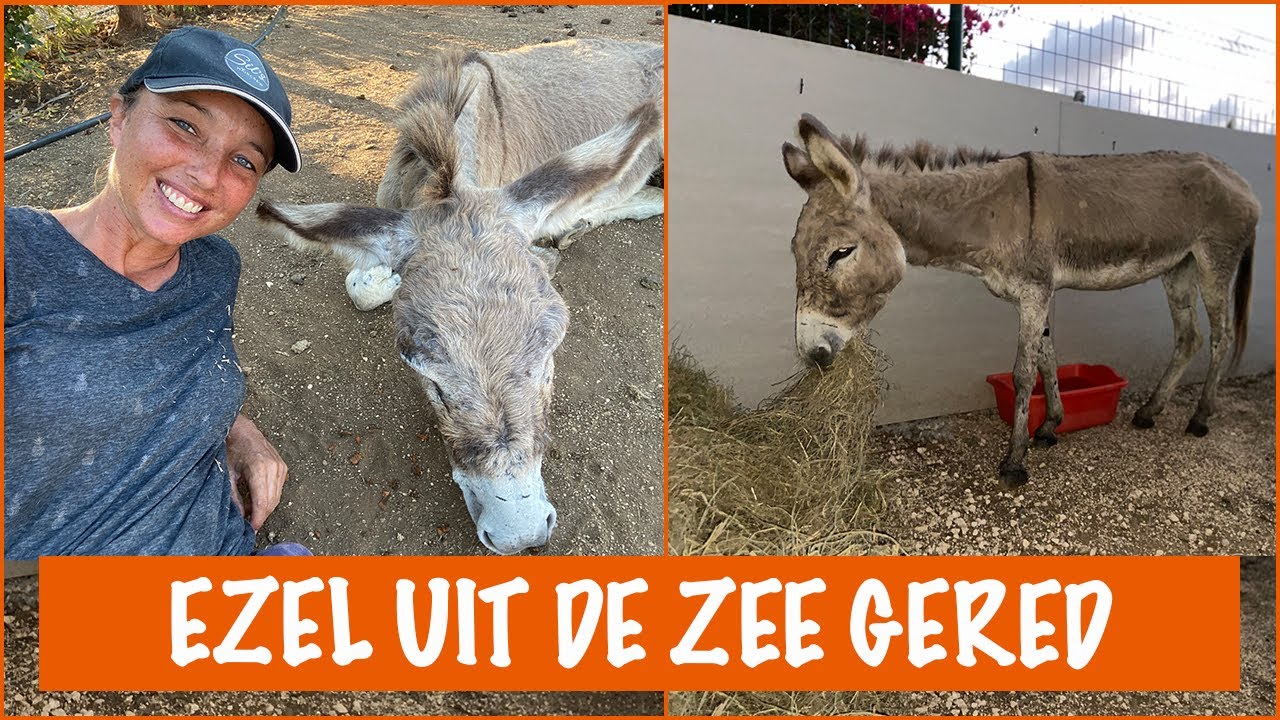 Verzorging van een zwaargewonde ezel :( | DierenpraatTV