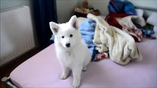 Cute Shepherd Puppy Listening To Jingle Bells |  Funniest  Puppies #53 - Funny Puppy Videos 2020 by Which Dog Should I Get? Dog Breed Selector 4 views 3 years ago 2 minutes, 28 seconds