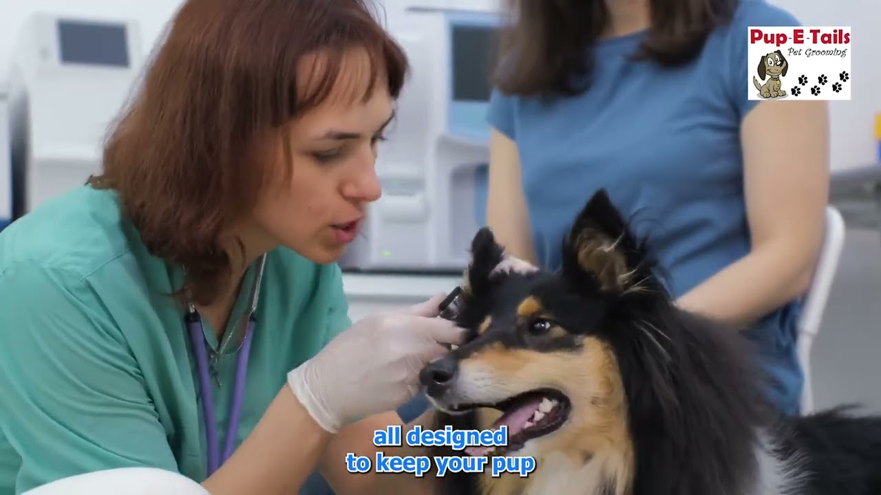 Professional cat and dog grooming services in Torrance, CA,  Carson CA, Redondo beach CA,Lawndale ca