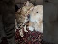 Golden Retriever and Cat Share Sweet Grooming Moment