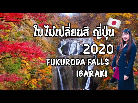 ใบไม้เปลี่ยนสีญี่ปุ่น 2020 ที่ น้ำตกฟุคุโรดะ Fukuroda Falls จังหวัด Ibaraki #เที่ยวญี่ปุ่น 2020