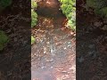 Quiet stream near waterfall #drone #dji