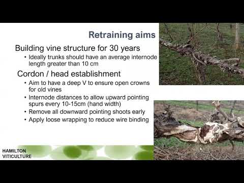 Wideo: Uszkodzenia spowodowane uprawą winorośli na bocznicy - jak chronić winorośl przed uszkodzeniem bocznicy lub gontów