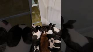POV: What It Looks Like When You Let 7 Boston Terrier Dogs Out