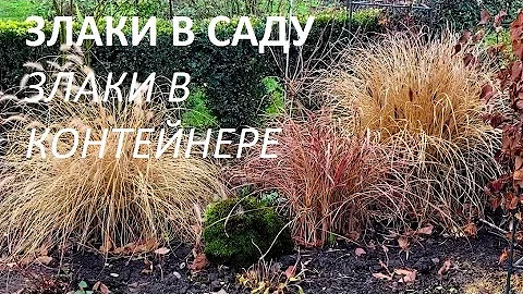 Злаки в саду набирают популярность. Злаки в контейнере. Выращивание и уход.