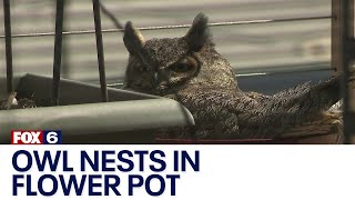 Owl nests on West Bend couple's balcony | FOX6 News Milwaukee