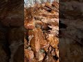 More Ribs Please⁉️ #shorts #short #viral #shortvideo #yummy #food #pork #ribs #diy #trending #love