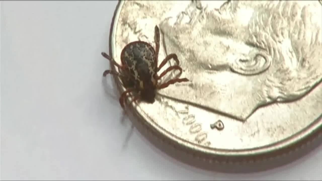 Best ways to avoid ticks this year