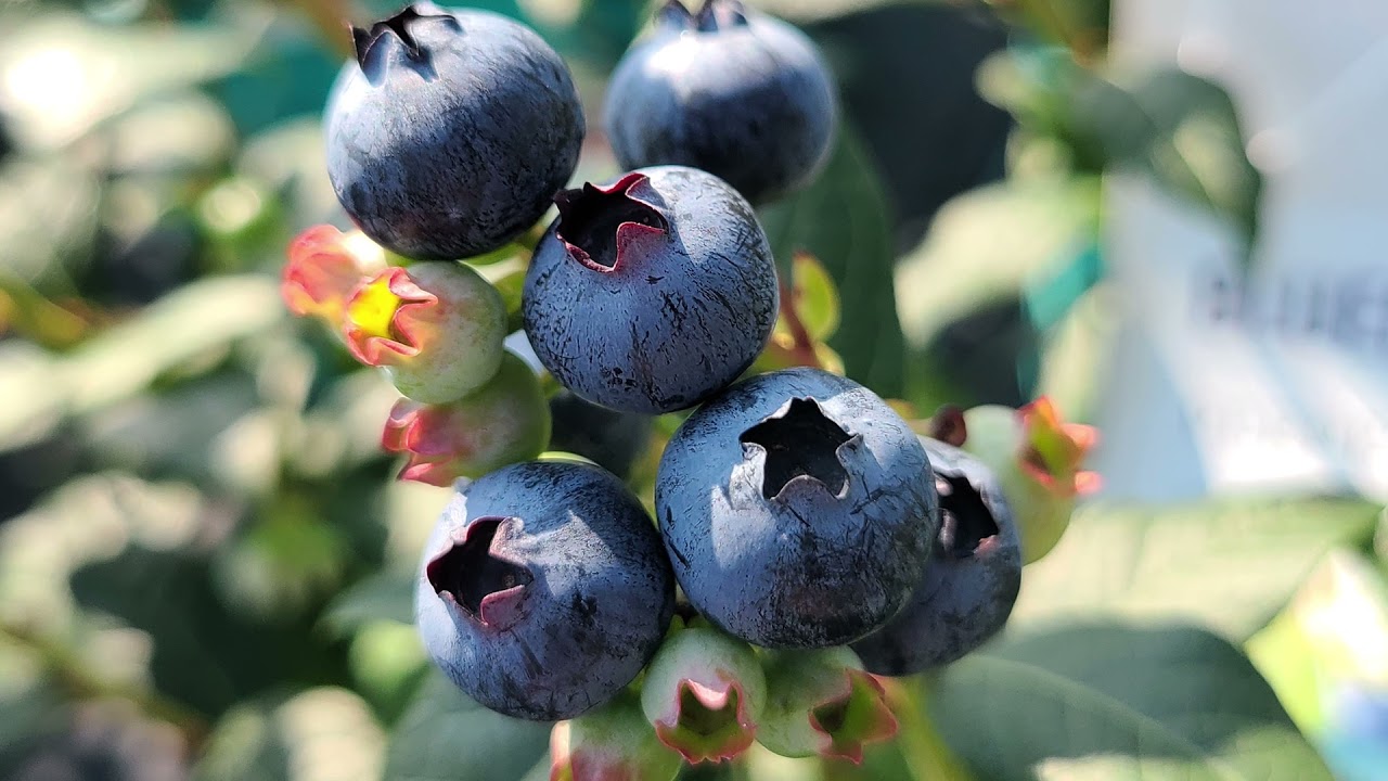 Vaccinium Perpetua® (Blueberry) // Pick & "Come Again" Blueberry That Crops For A VERY LONG Season