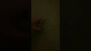 Why is my cockatiel making this sound? screenshot 4