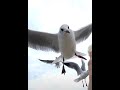 Baltic Sea. Kaliningrad. Zelenogradsk. seagulls