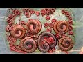 Giant Millipedes &amp; Red Beetle: Bug Hunt in My Coconut Garden