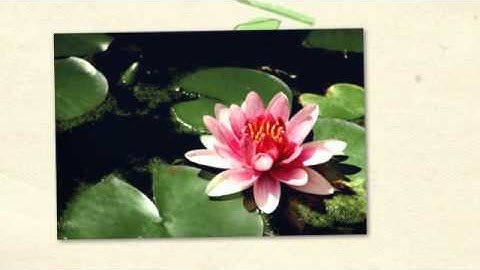 NLP and the State of 21st Century Accelerated Learning Part 2.mp4