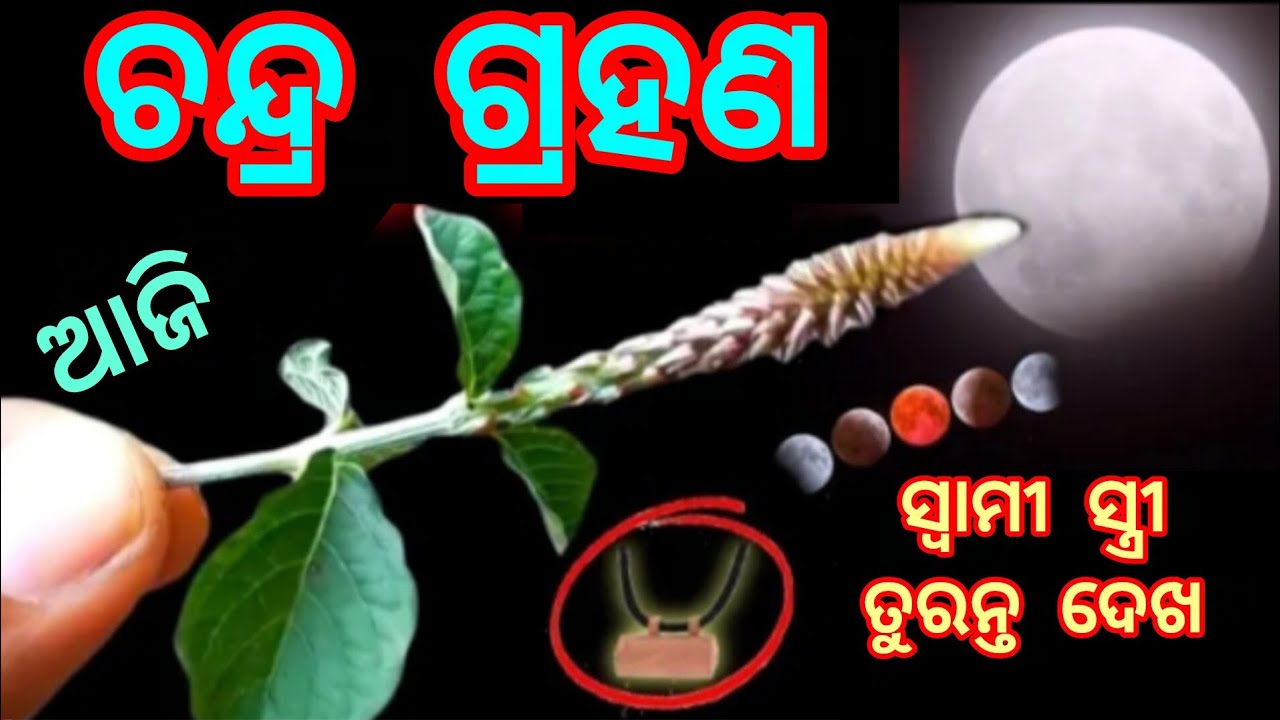 ଚନ୍ଦ୍ର ଗ୍ରହଣ ଦିନ ଘରକୁ ନେଇ ଆସନ୍ତୁ ଏହି ଗଛର ଚେର//lunar eclipse 2026//Chandra grahan 2026