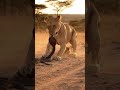 Mother Lion Blocks Cobra with Her Body!